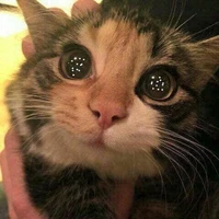 ไรท์/แอด/สาววาย/มัมหมี