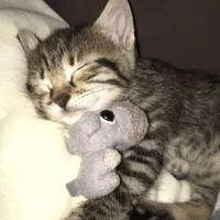 author 🐻‍❄️