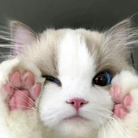 Authyy