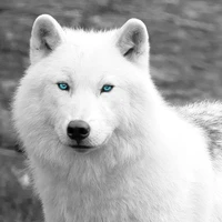 Lily ( Tae wolf )