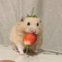 🐹