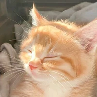 Gatito