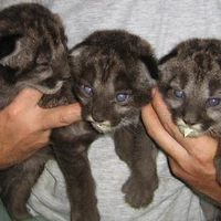 cachorros