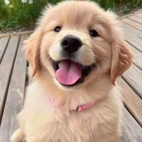 Toodle