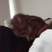 🐷 piggy smalz ♡