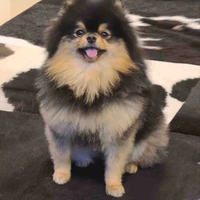 Yeontan 
