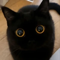 🐈‍⬛🖤