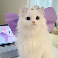 ชาช่า 😼 // แมวที่นอ.รัก