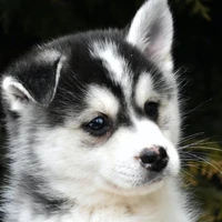 Hoshi yoshida (perro O)