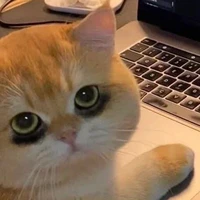แอด