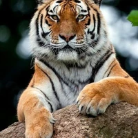 ไทเกอร์🐯