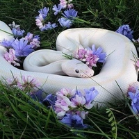 มิวมิว🐍⚪