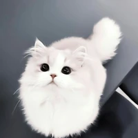 มิจิ