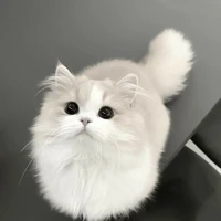 โทโืท
