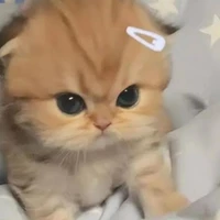 แอดเอง