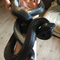 ดูดี้🐍