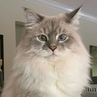 bolita