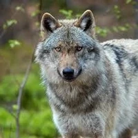 kuky lobo de Jungkook 