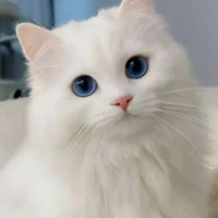 kucing(kai)