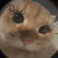 ดีดี้
