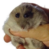 แฮม~~ (คนเขียนเองจร้า~)
