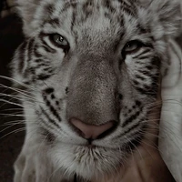 BABY TIGER (KTH PET)