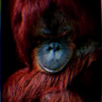orangután