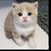 ชานม