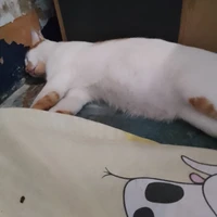 แอดเอง