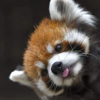 Panda Gelatinosa