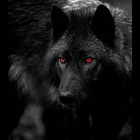 lobo (Bang chan)