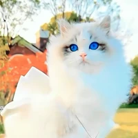 kimiy