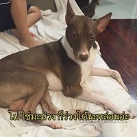 แอดเองคร่าาา