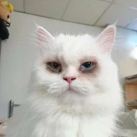แอดเองค่าา