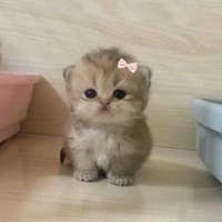 แอด