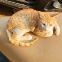 Cute Author (⁠≧⁠▽⁠≦⁠)