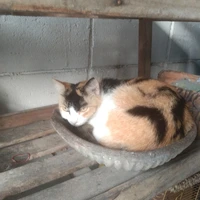 ตาโต(แมว)