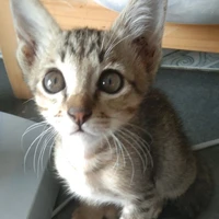 ตาเล็ก(แมว)