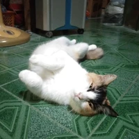 ตาตี๋(แฝดตาโต)