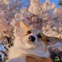 Hyun ( corgi de hyeon - Woo ) 