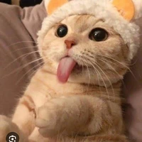 เเอดเองค๊าบบ🐱