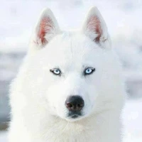 cani*lobo de jk*