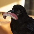 Mr. Crowsy