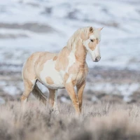 star<cavalo de Maylon>