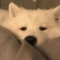 Vin_vin