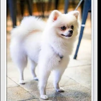 Jine /FL pet