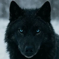 nochu (lobo de jk)
