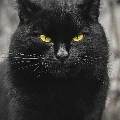 Gatinho