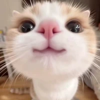 แอดเอง