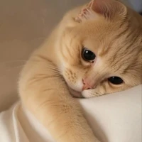 meow..